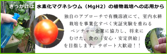 有機水耕栽培紹介